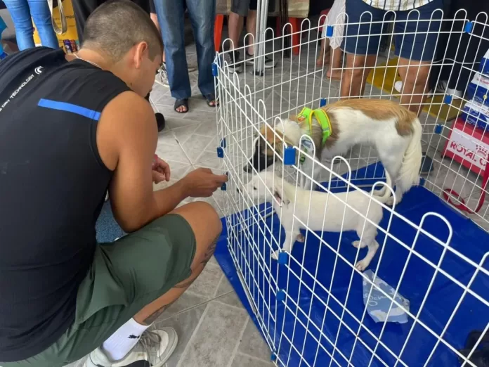 feira de adocao animal 5