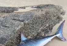 Tubarão-mako é encontrado morto após encalhar em praia de Cabo Frio gemini generated image cerawhcerawhcera