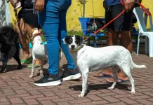 Cadastro para programa de distribuição de ração para animais é aberto em Cabo Frio img 20260525 wa0193