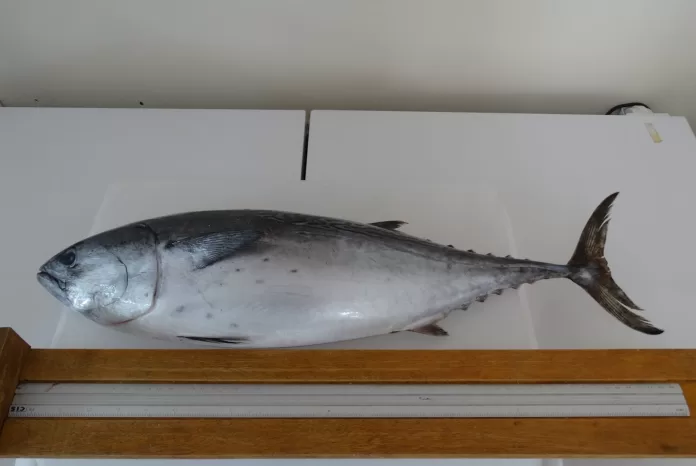2 bonito pintado euthynnus alletteratus fonte marcelo tardelli rodrigues 5183x2917 1