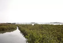 Projeto da Prefeitura de Cabo Frio é reconhecido pela ONU como Ação Oficial da Década dos Oceanos dormitorio das garcas 226 ropp48jyv1rl9ot5bgen4qd95duxah8w5iaxk06mjk