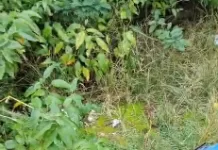 Jiboia levada no pescoço por morador em Búzios é resgatada e devolvida à natureza screenshot 28