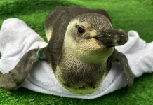 Instituto Albatroz resgata 20 pinguins em praias de Cabo Frio, Búzios e Arraial do Cabo img 20260715 wa0129