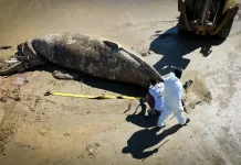Baleia encalhada é retirada da Praia da Marina, em Búzios img 20260718 wa0131