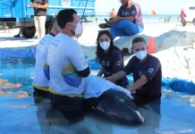 Baleia resgatada na Praia do Forte, em Cabo Frio, está em tratamento no Instituto Albatroz img 20260723 wa0215