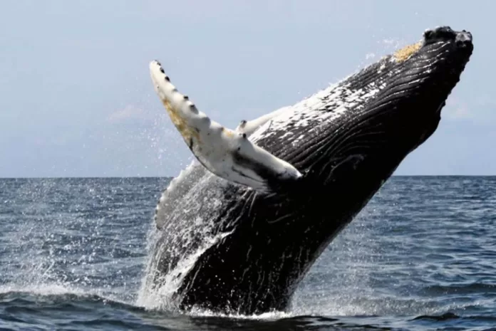 temporada de baleias 2026 comeca em arraial do cabo com foco em ciencia e preservacao marinha 3
