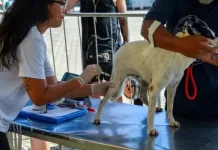Atendimentos do Castra Mais RJ começam nesta segunda (10) no Jardim Esperança, em Cabo Frio img 20260809 wa0034