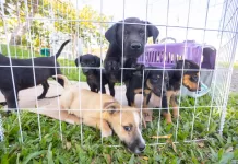 Búzios realiza feira de adoção com cães e gatos neste sábado (15) img 20260812 wa0152(1)