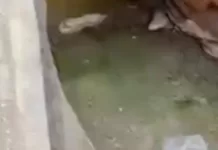 PM apreende 621 porções de drogas durante ação em Araruama img 20260813 wa0282