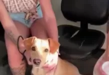 Homem é preso preventivamente após ser flagrado agredindo cão acorrentado em Araruama screenshot 1