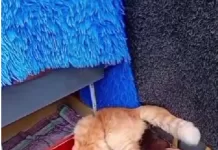 Três gatos são encontrados amarrados e sem comida em Cabo Frio captura de tela 2026 09 20 100852