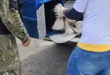 Gaivota ferida é resgatada na Gamboa pela Guarda Marítima e Ambiental de Cabo Frio