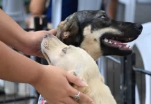 Castramóvel realiza 802 castrações gratuitas de cães e gatos em Araruama img 20260912 wa0185