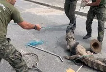 Jacaré-de-papo-amarelo de 2,30 metros é resgatado em Saquarema imagem 1