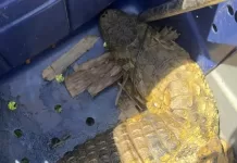 Jacaré de quase 2 metros é resgatado de caixa de gordura em Cabo Frio img 20261001 wa0379