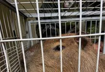 Capivara é resgatada em casa no Centro de Arraial do Cabo img 20261013 wa0170