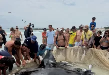 Raia gigante fica presa acidentalmente em rede de pesca em Arraial do Cabo Foto: Embarcação Agnus Dei