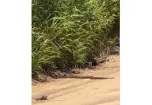 Jiboia cruza caminho de turistas em passeio na Praia das Conchas, em Cabo Frio screenshot 11